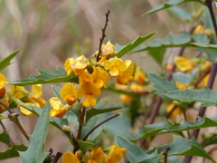 Podolobium ilicifolium