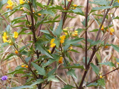 Podolobium ilicifolium