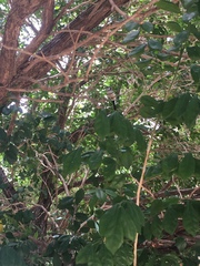 Stizoptera bichenovii