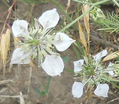 Nigella arvensis