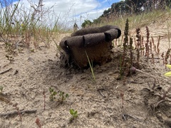 Scleroderma polyrhizum