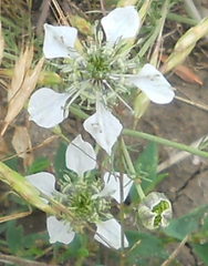 Nigella arvensis