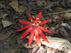 Passiflora vitifolia