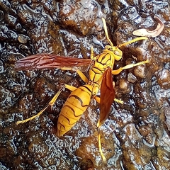 Polistes olivaceus