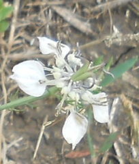 Nigella arvensis