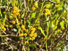 Ileostylus micranthus