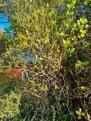 Ileostylus micranthus