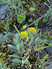 Bupleurum americanum