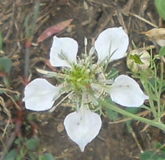 Nigella arvensis