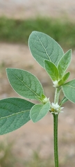 Alternanthera ficoidea