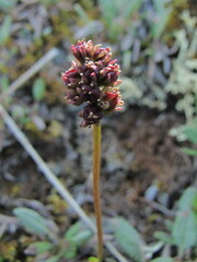 Tofieldia coccinea