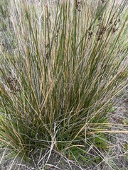 Juncus kraussii