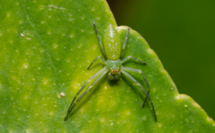 Cetratus rubropunctatus