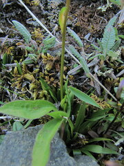 Tofieldia coccinea