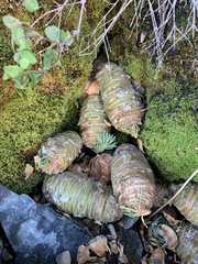 Abies concolor
