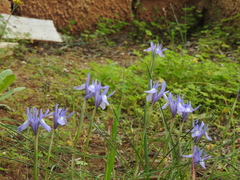 Moraea sisyrinchium