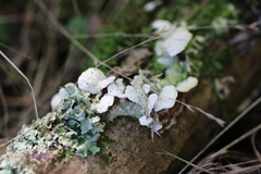 Trichaptum abietinum