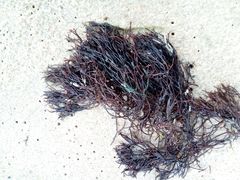 Furcellaria lumbricalis