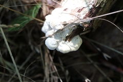 Trichaptum abietinum