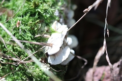 Trichaptum abietinum