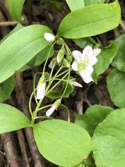 Claytonia