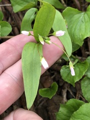 Claytonia