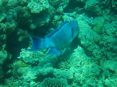 Chlorurus microrhinos