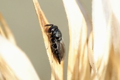 Pteromalus