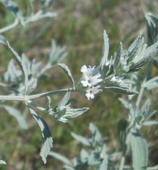 Marrubium peregrinum