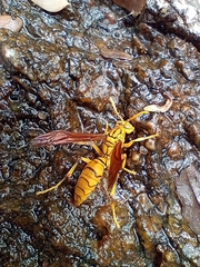 Polistes olivaceus