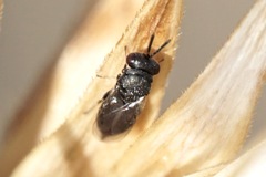 Pteromalus