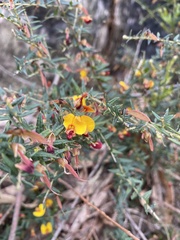 Bossiaea