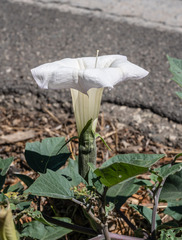 Datura