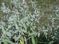 Marrubium peregrinum