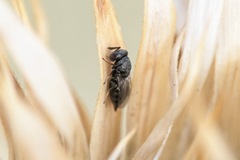 Pteromalus