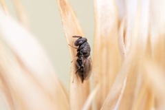 Pteromalus