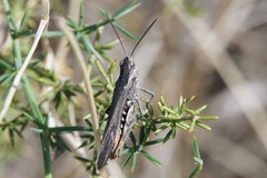 Chorthippus maritimus