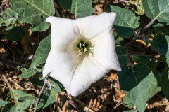 Datura