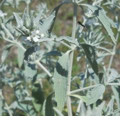 Marrubium peregrinum