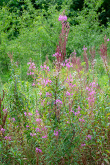 Chamaenerion angustifolium