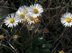 Bellis sylvestris