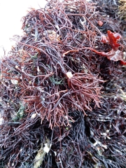 Furcellaria lumbricalis