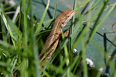 Takydromus tachydromoides