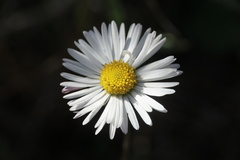 Bellis sylvestris