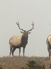 Cervus canadensis nannodes