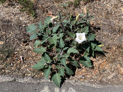 Datura