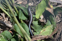 Plestiodon finitimus