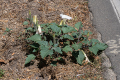 Datura