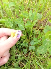 Viola tricolor