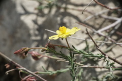 Fumana ericifolia